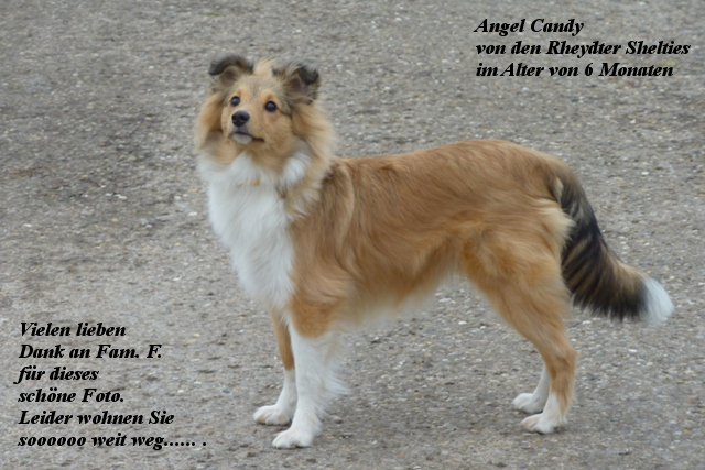 Angel Candy im Dezember 2014 6 Monate alt P1070116